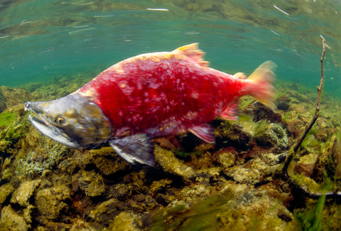 Carmine Sockeye Salmon, Alaska’s Wood