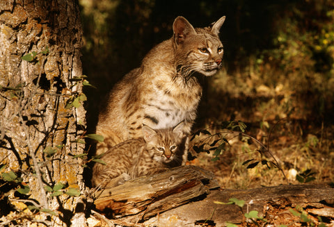 Bobcat with Kitten, Montana