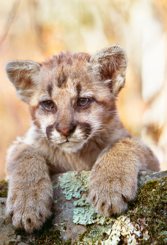 Cougar Cub Portrait, Minnesota