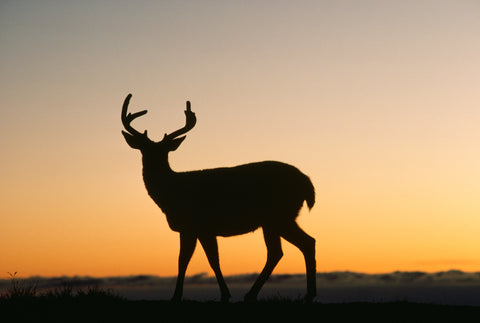 Sunset Silhouette of Deer Buck, Washington