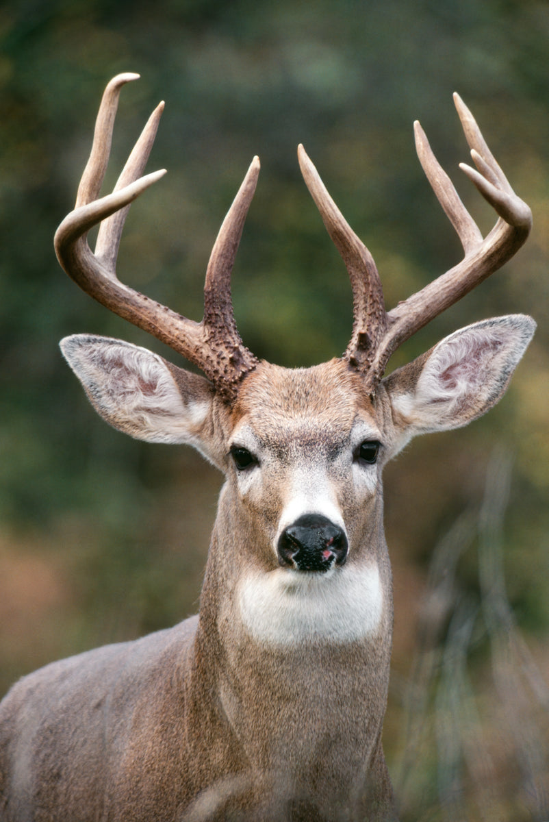 White Tailed Deer Buck, Washington | McGaw Graphics