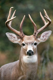 White Tailed Deer Buck, Washington