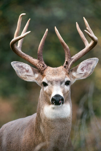 White Tailed Deer Buck, Washington