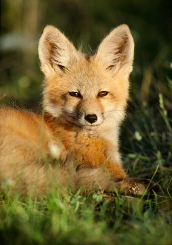 Red Fox, Montana