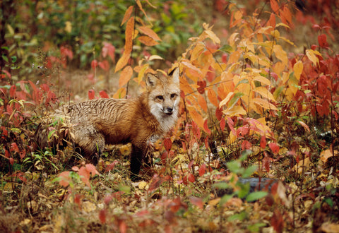 Red Fox, Minnesota