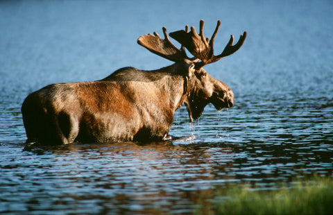 Moose, Denali National Park, Alaska