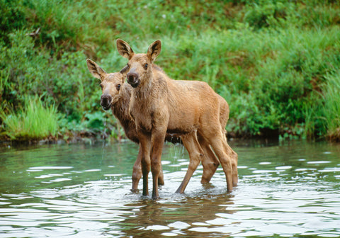 Moose Calves, Denali National Park, Alaska II