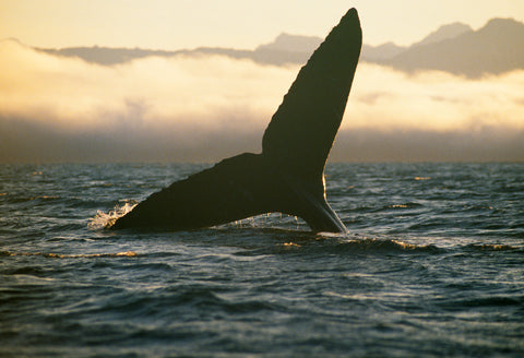 Humpback Whale, Pt. Adolphus, Alaska