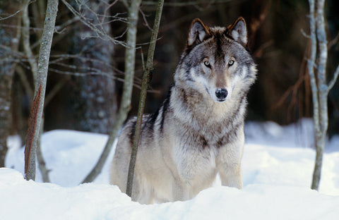 Grey Wolf in Boreal Forest, Canada