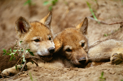 Eight Week Old Wolf Pups, Montana