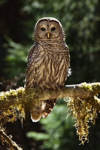 Barred Owl, Washington