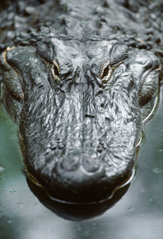 American Alligator, South Carolina