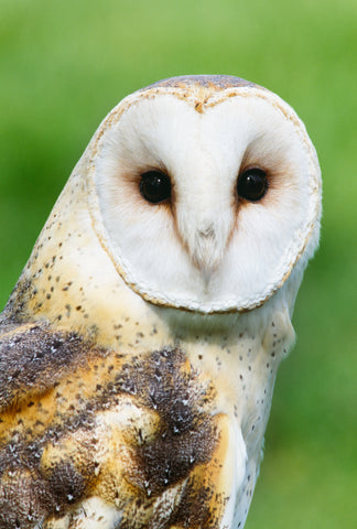 Portrait of a Barn Owl