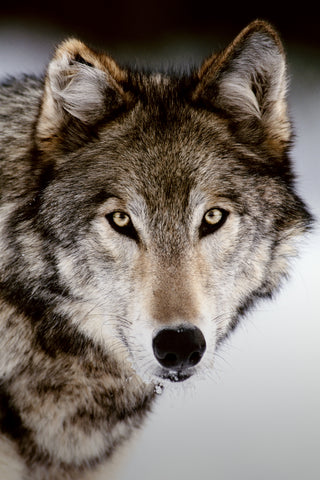 Gray Wolf Portrait, Montana