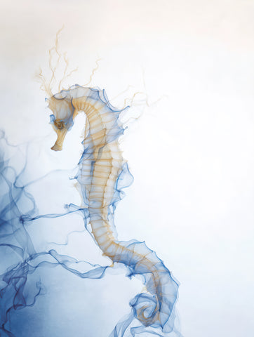Whispers of the Tide II -  Sacha Woodward - McGaw Graphics
