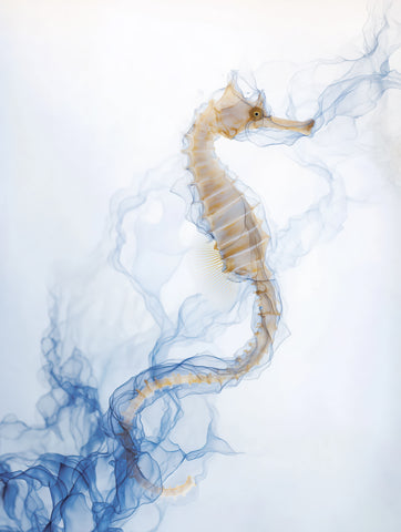 Aqua Ballet -  Sacha Woodward - McGaw Graphics