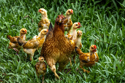 Hen and Chicks, Vietnam