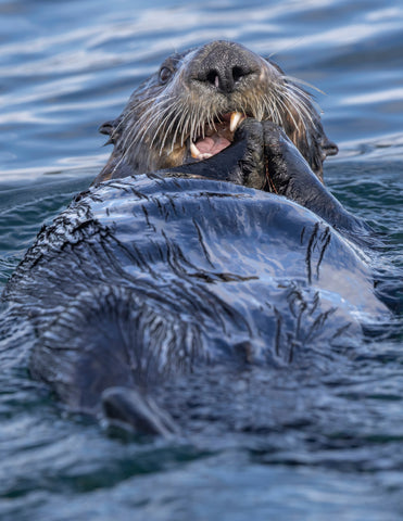 Glacier Bay Otter