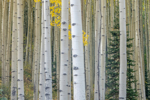 Evergreen and Aspens
