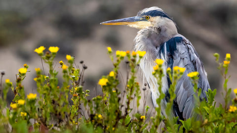 Ardea Herodias -  Art Wolfe - McGaw Graphics