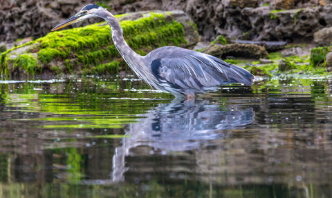 Ardea Herodias II -  Art Wolfe - McGaw Graphics