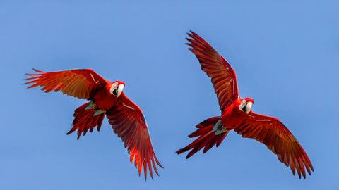 Macaws in Flight
