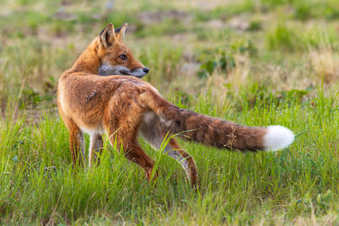 Red Fox, Alaska