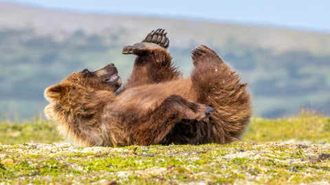 Rolling on the Tundra
