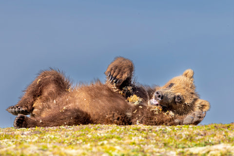 Rolling on the Tundra #1