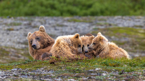 Brown Bear and Cubs