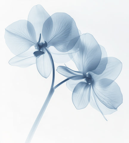 Ghost Petals -  Sacha Woodward - McGaw Graphics
