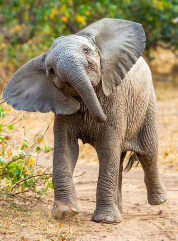 African Bush Elephant Calf -  Art Wolfe - McGaw Graphics