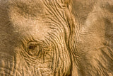 African Bush Elephant -  Art Wolfe - McGaw Graphics