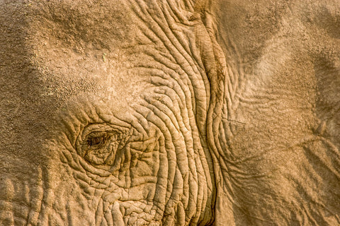 African Bush Elephant -  Art Wolfe - McGaw Graphics