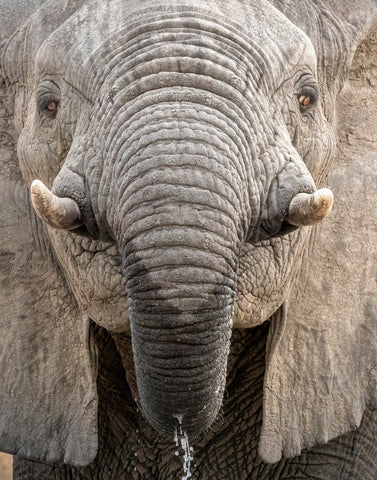African Bush Elephant II -  Art Wolfe - McGaw Graphics