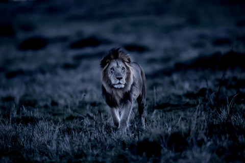 African Lion Narok Kenya -  Art Wolfe - McGaw Graphics