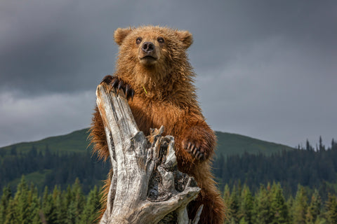 Bear Cub Play on Tree Root -  Art Wolfe - McGaw Graphics