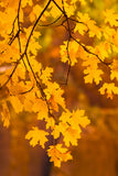 Bigtooth Maple Utah -  Art Wolfe - McGaw Graphics