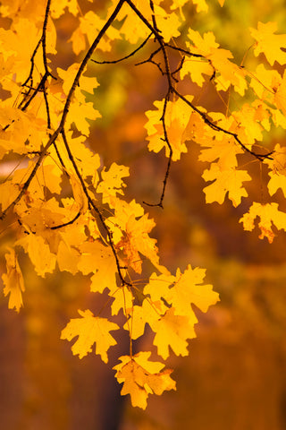 Bigtooth Maple Utah -  Art Wolfe - McGaw Graphics