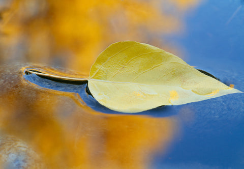 Cottonwood Leaf, Washington -  Art Wolfe - McGaw Graphics