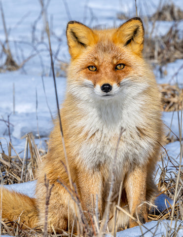 Red Fox Hokkaido, Japan