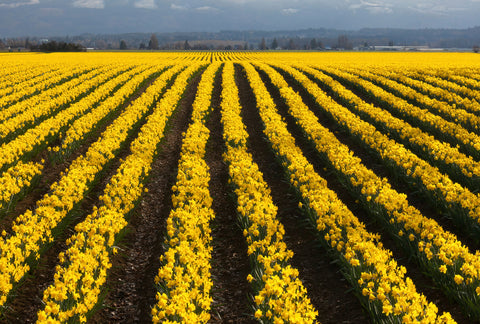 Tulip Fields Skagit Valley, Washington -  Art Wolfe - McGaw Graphics