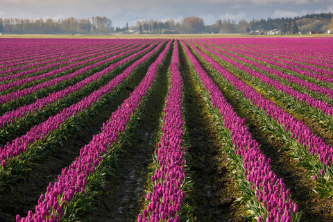 Tulip Fields II Skagit Valley, Washington -  Art Wolfe - McGaw Graphics