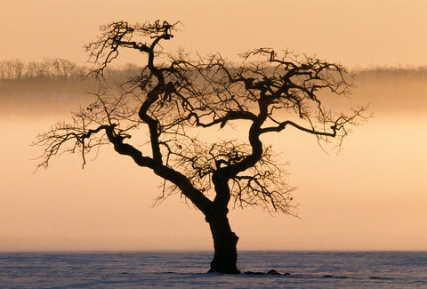 Winter Landscape, Hokkaido, Japan -  Art Wolfe - McGaw Graphics