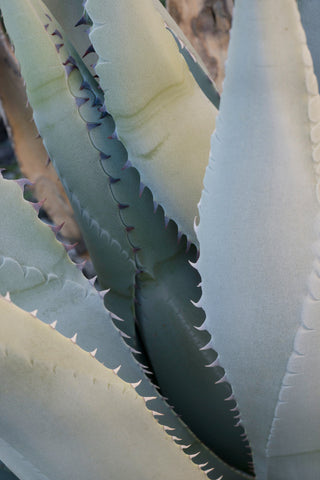 Nature’s Sharp Edges
