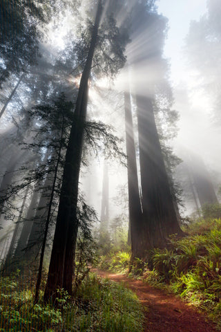 Forest Awakening