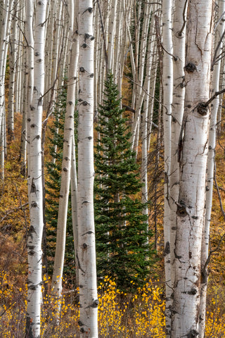 Between the Birches