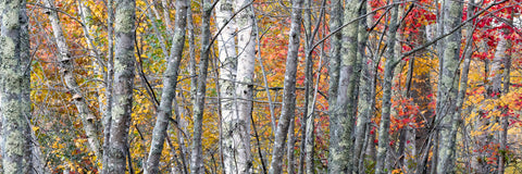 Gilded Branches