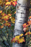 The Colors of Change