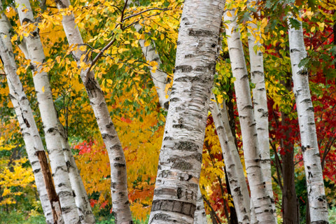 Nature’s Centerpiece